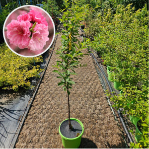 매실나무 홍매실 2년 화분묘 실사용 후기 | 효과 있을까? - 상품 이미지 4