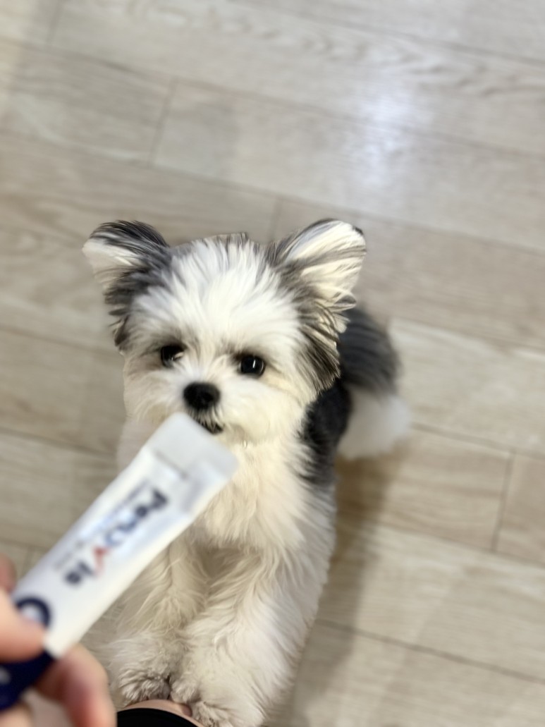 강아지 눈 영양제 페노비스 오메가3 눈물 피부 기침 종합 액상 보조제 종합 30포 이미지 2