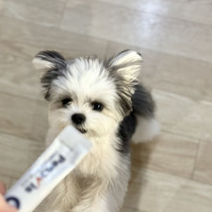 강아지 눈 영양제 페노비스 오메가3 눈물 피부 기침 종합 액상 보조제 종... 솔직 후기 | 실제 사용자 리뷰 총정리 - 상품 이미지 2