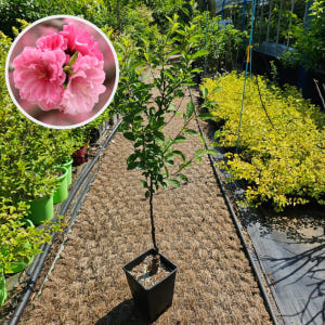 매실나무 홍매실 2년 화분묘 실사용 후기 | 효과 있을까? - 상품 이미지 3