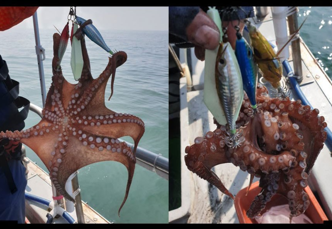 키우라 어택 아발론2 수평 레이저 홀로그램 에기 갑오징어 문어 채비 에기 60mm 애기 - 상세 이미지 2