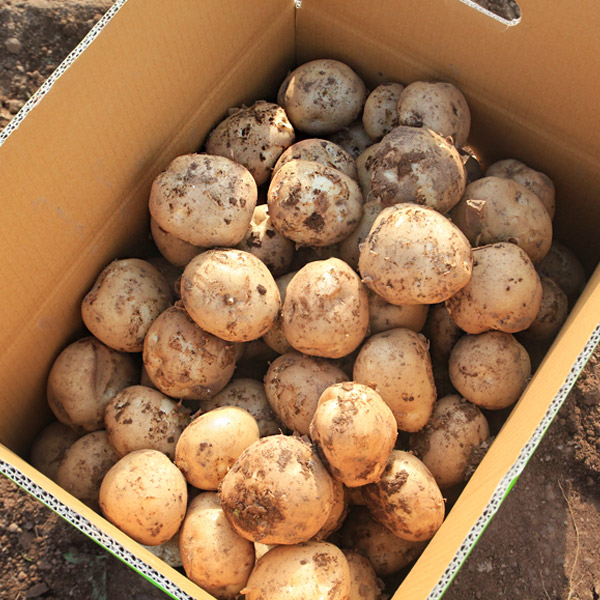 25년 국내산 햇 감자 수미감자 카스테라 홍감자 해남 강원도 2kg 3kg 5kg 10kg