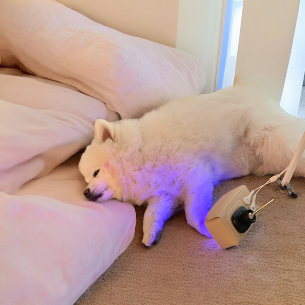 펫큐어레이 지컷-강아지 고양이 피부병 치료기-아토피 곰팡이성 피부염 습진 농피증 링웜 약 이미지 6