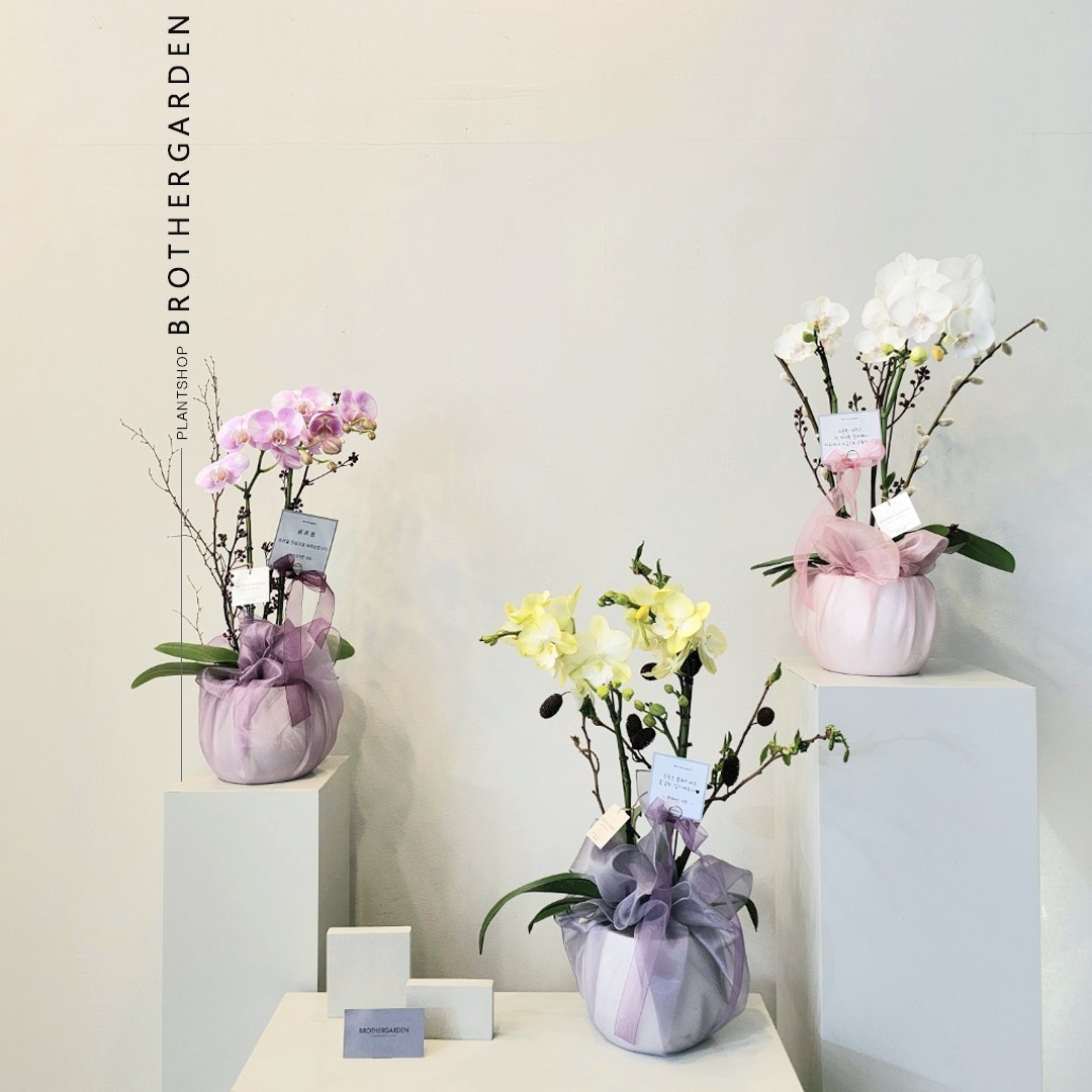 개업화분 서양란 취임 축하난 서양난 사무실 개원 영전 승진난 상견례 배달 꽃배달 호접란 이미지 4