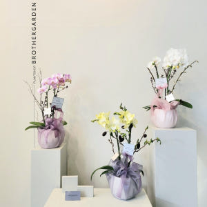 개업화분 서양란 취임 축하난 서양난 사무실 개원 영전 승진난 상견례 배달... 솔직 후기 | 실사용자 리뷰 분석 - 상품 이미지 4