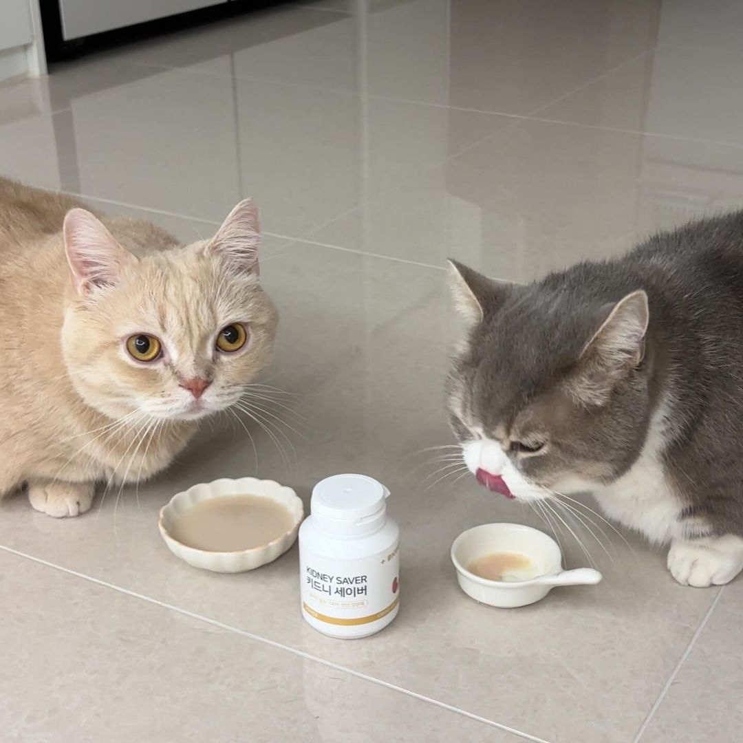 고양이 신장 영양제 방광염 신부전 요로 결석 방광 보조제 키드니세이버 250g 이미지 4