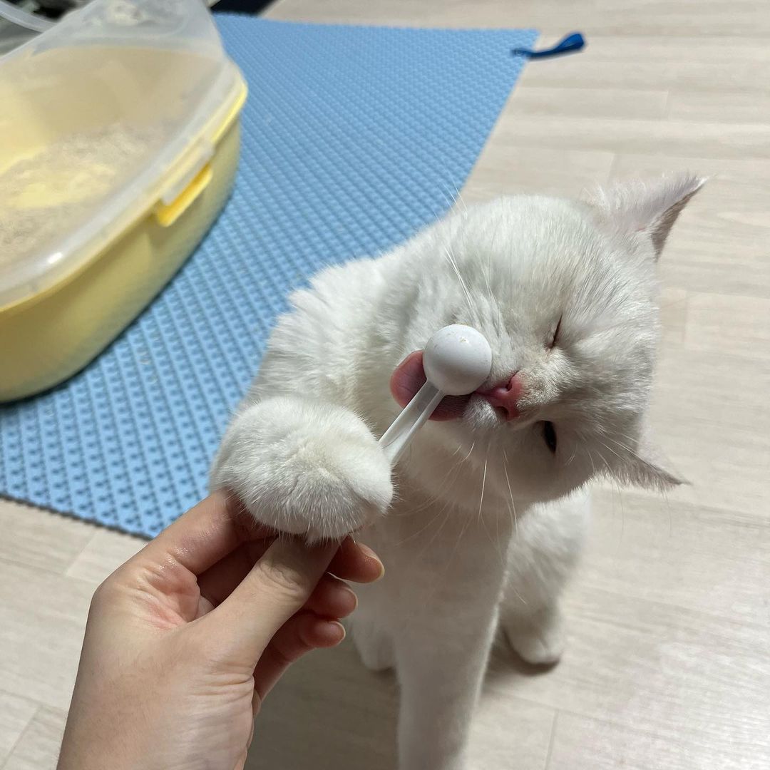 고양이 신장 영양제 방광염 신부전 요로 결석 방광 보조제 키드니세이버 250g 이미지 2