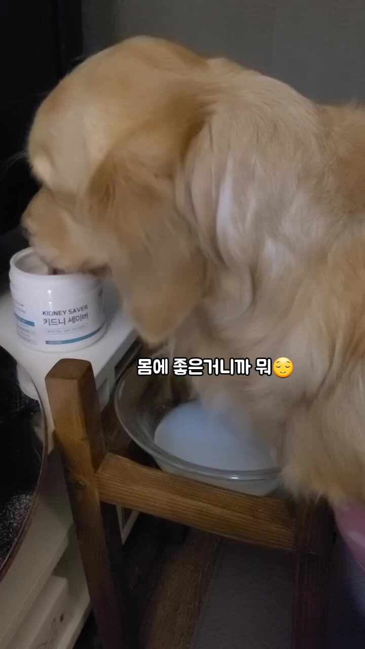 강아지 신장 영양제 방광염 신부전 요로 결석 방광 키드니세이버 1개입, 1개