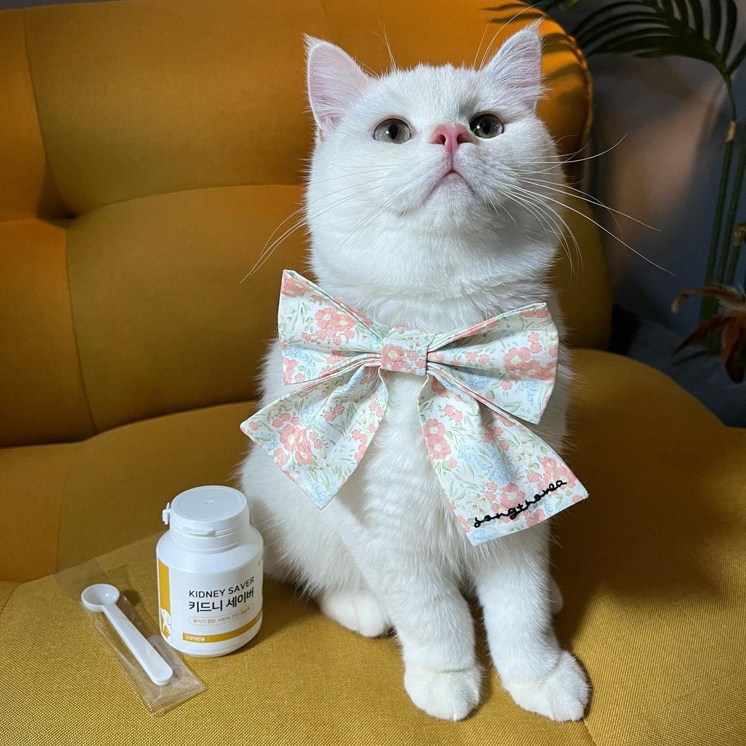 고양이 신장 영양제 방광염 신부전 요로 결석 방광 보조제 키드니세이버 250g 이미지 3