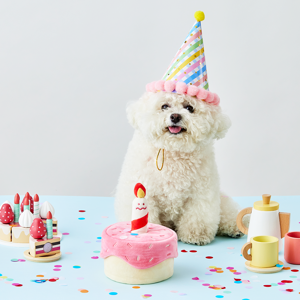 댄 강아지 고양이 생일파티 케이크 노즈워크 장난감 해피멍스데이