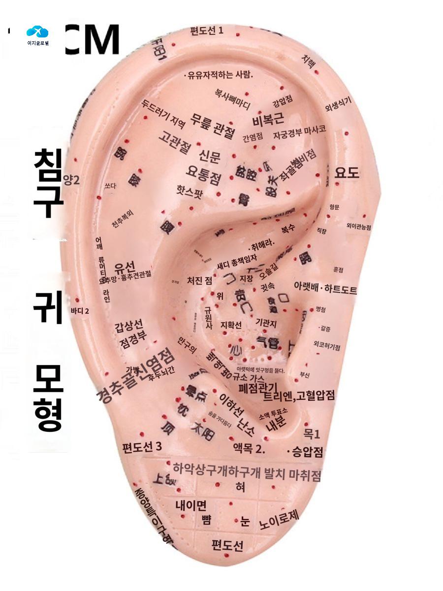 피규어 인체 혈점 모델 지압점 귀모형 교육 - 상품 이미지