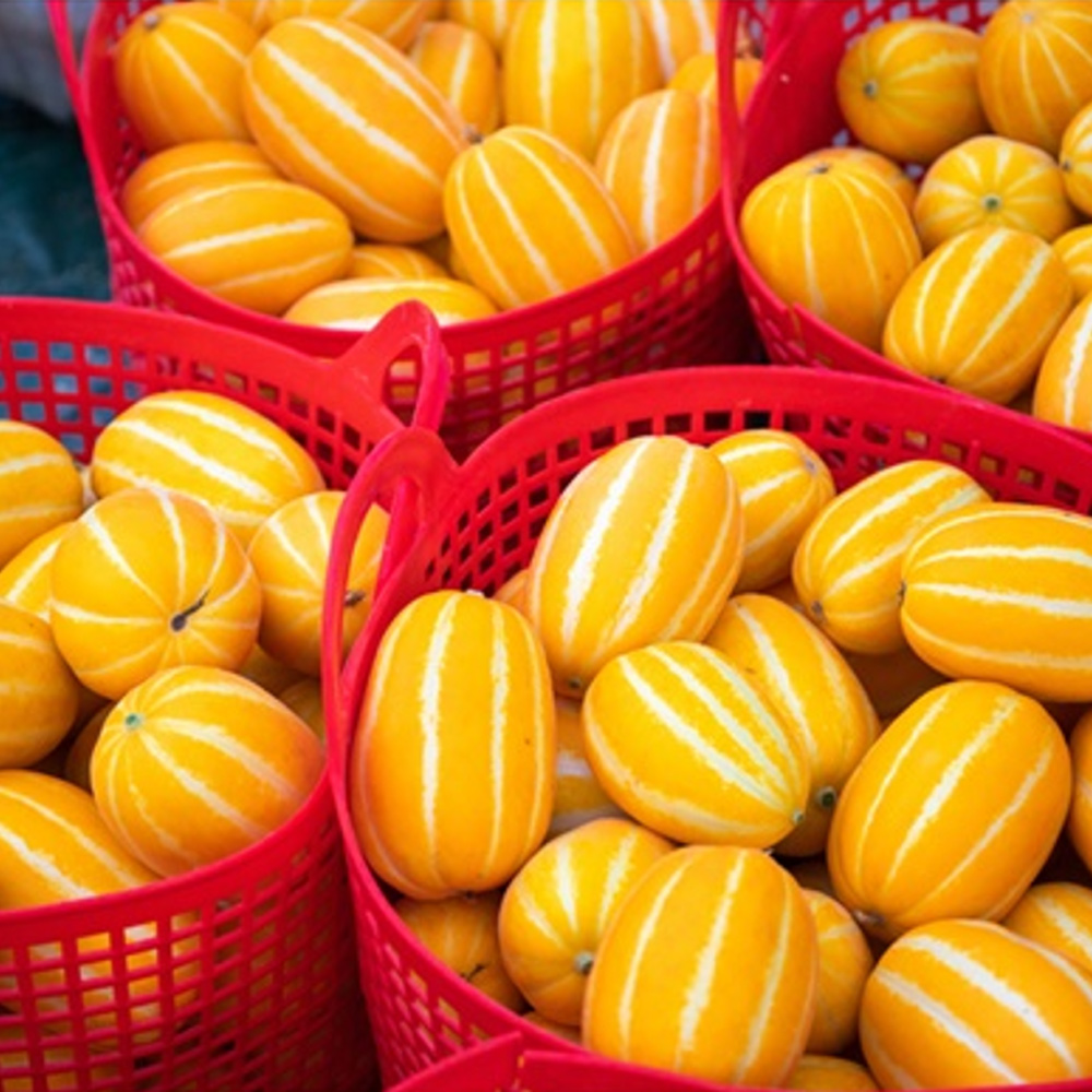 10kg 당일수확 성주 고당도 참외 꿀참외 10kg 당도선별 산지직송 가정용 못난이 이미지 2