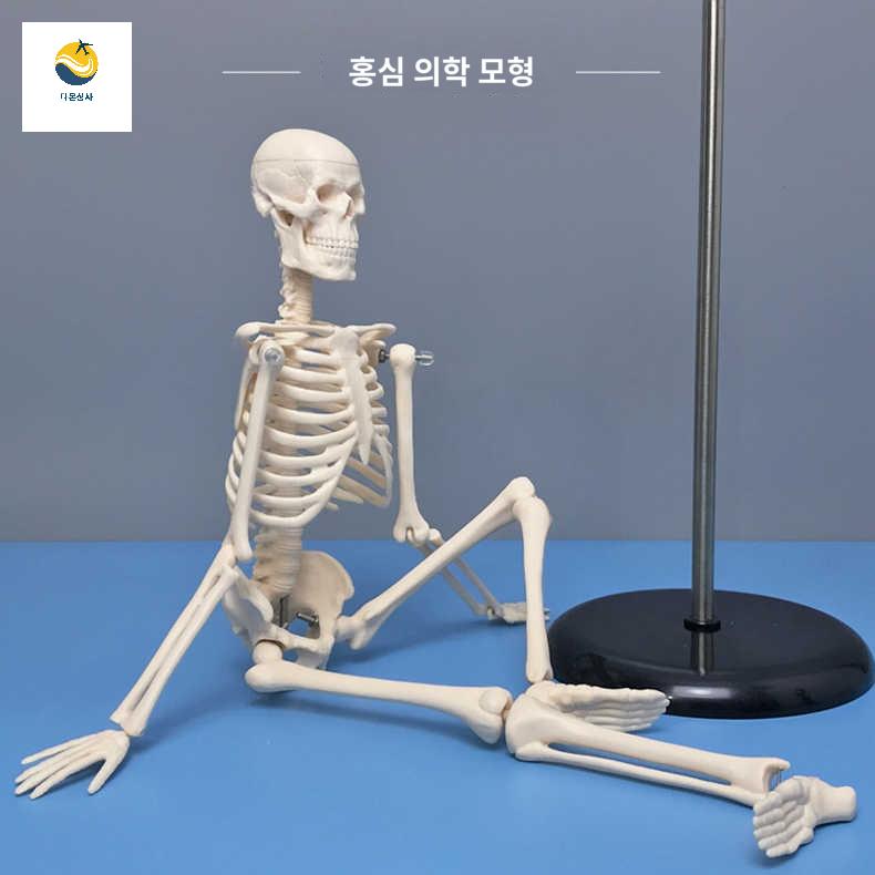 교육용 뼈 인체모형 모형 인체 해부학 미니 해골 - 상품 이미지