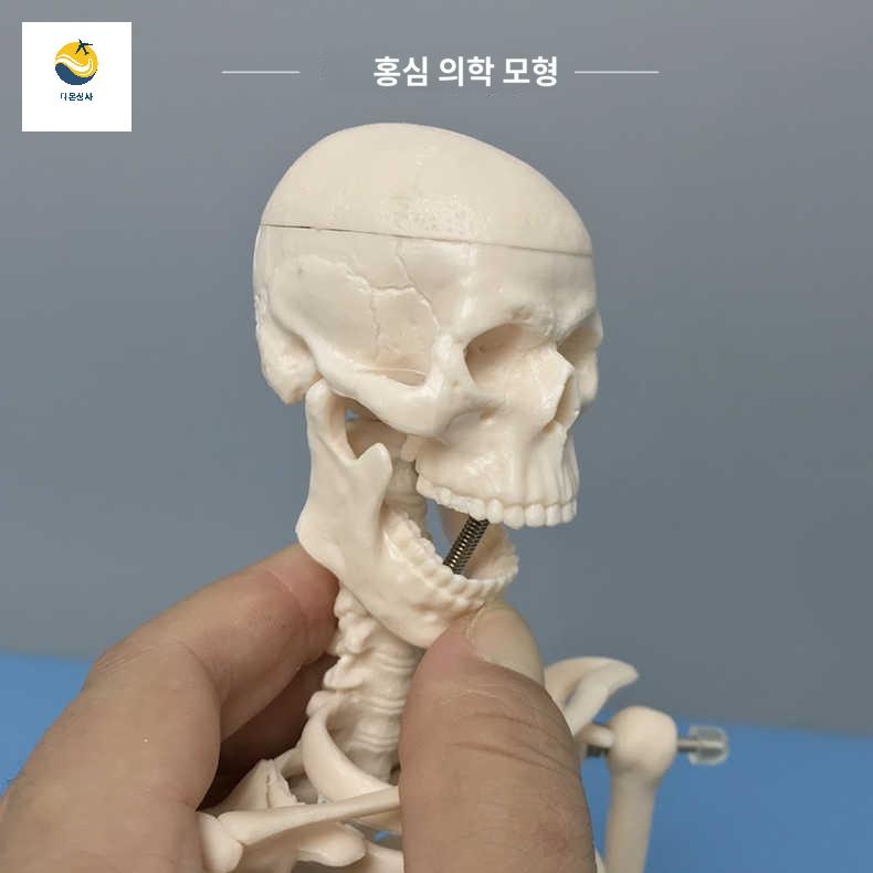 교육용 뼈 인체모형 모형 인체 해부학 미니 해골 - 상세 이미지 2