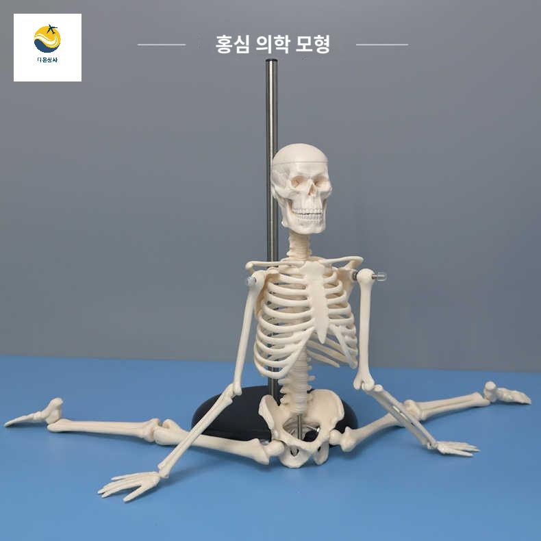 교육용 뼈 인체모형 모형 인체 해부학 미니 해골 - 상세 이미지 4