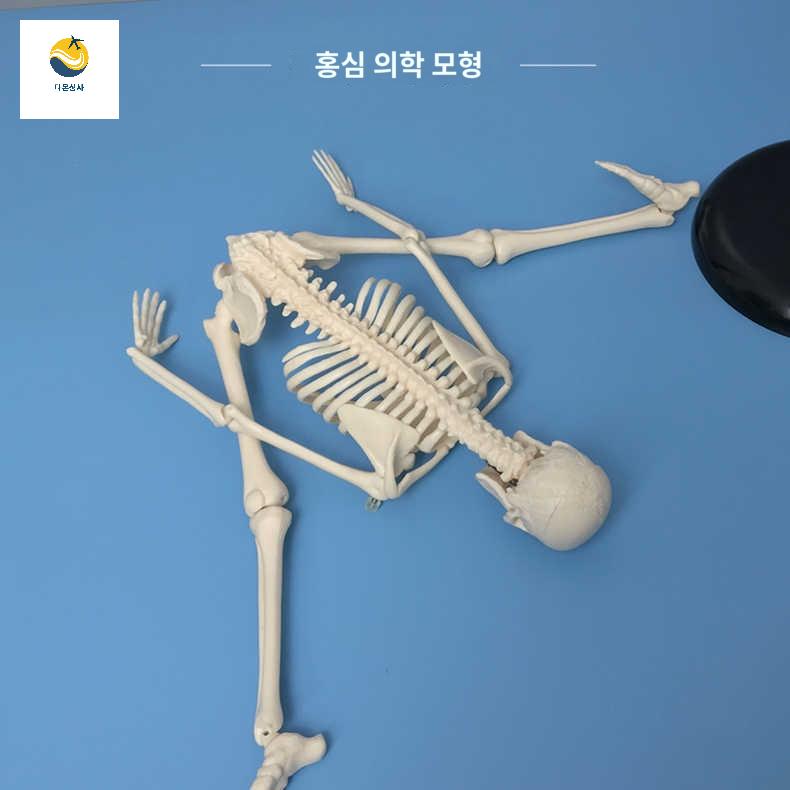 교육용 뼈 인체모형 모형 인체 해부학 미니 해골 - 상세 이미지 3