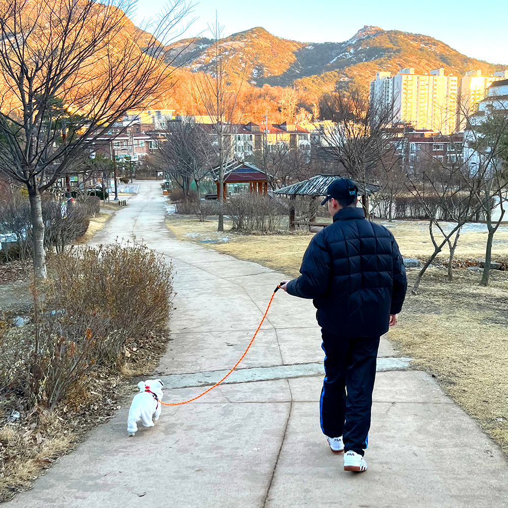 나마스펫 강아지리드줄 대형견 중형견 소형견 베이직 로프 빛반사 개 목줄 산책줄 - 상세 이미지 4