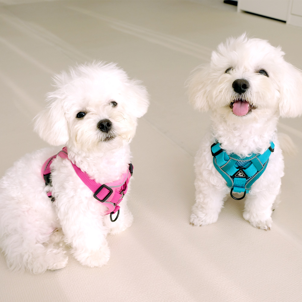 나마스펫 아웃도어 하네스 강아지 하네스 리드줄 세트 가슴줄 애견 반려견 소형견 중형견 - 상품 이미지