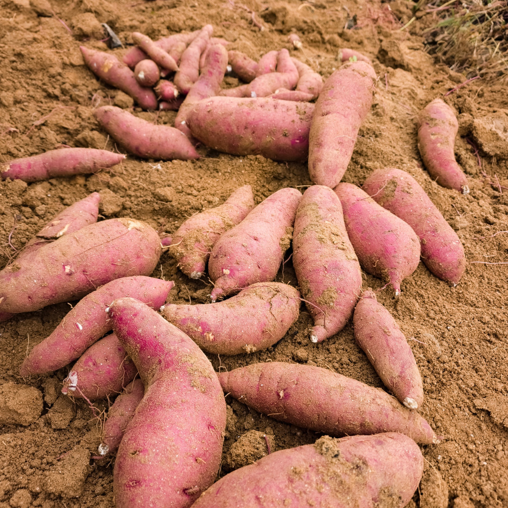 황토 햇 꿀밤고구마 1kg+1kg 소 (한입) - 상세 이미지 2