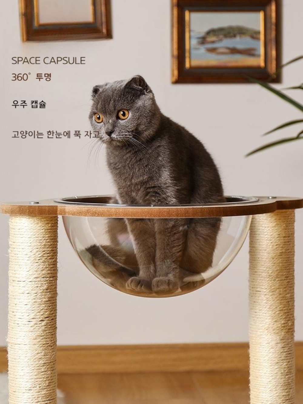 아기고양이 원목 캣타워 놀이터