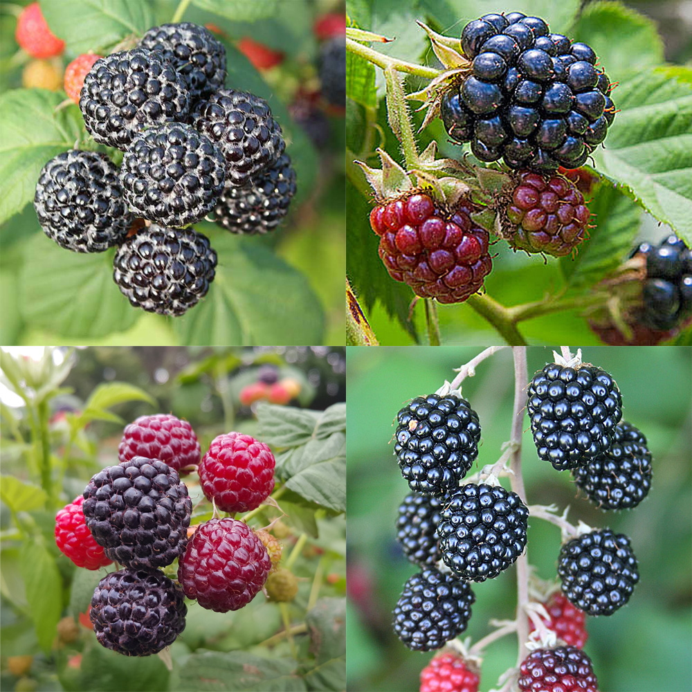 프레쉬하임 햇 토종 블랙베리 슈퍼 복분자 5Kg