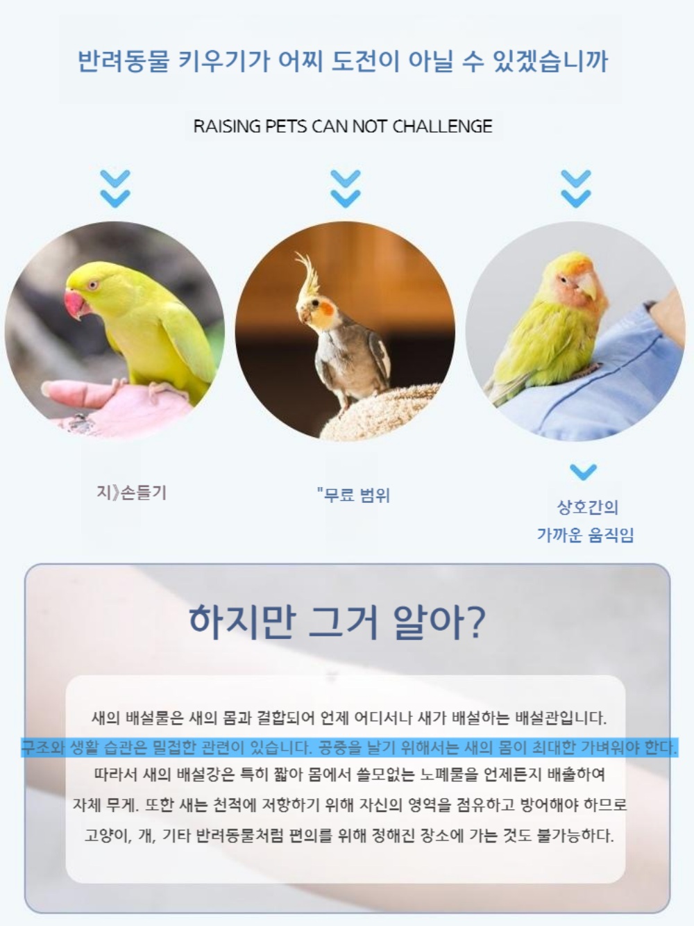 앵무새 배변패드 똥기저귀 옷 앵무새키우기 - 상세 이미지 3