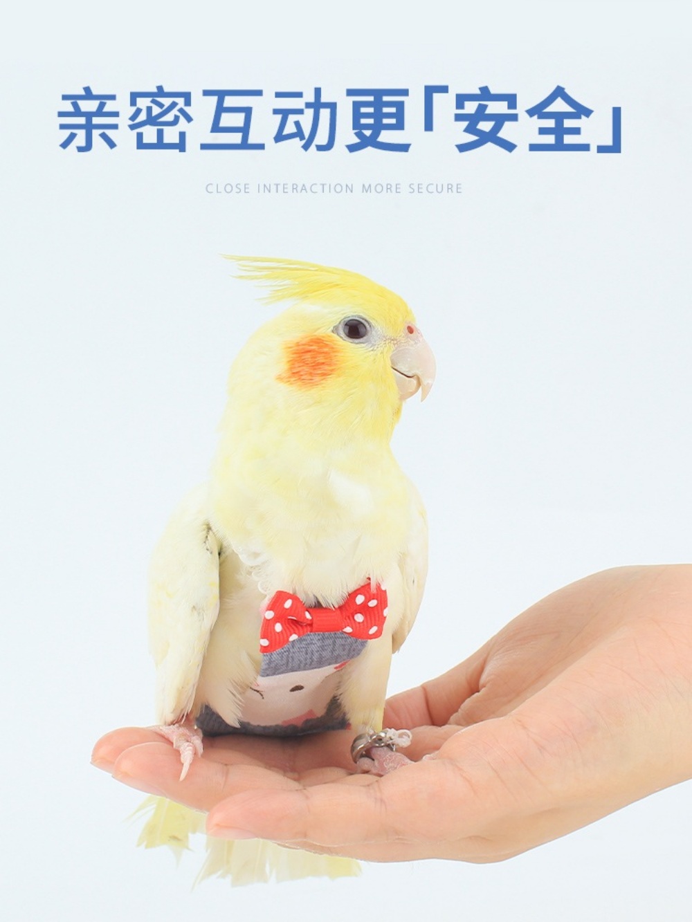 앵무새 배변패드 똥기저귀 옷 앵무새키우기 - 상세 이미지 5