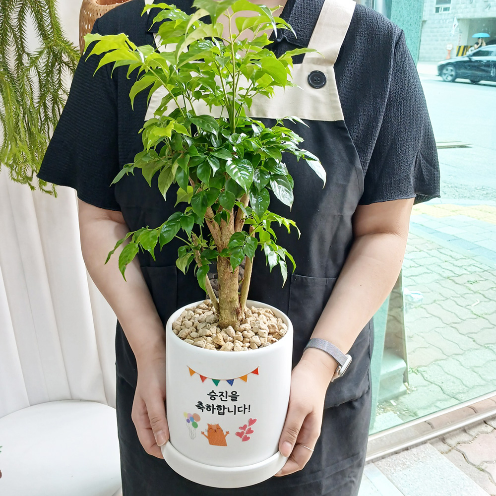 부자나무, 녹보수 후기, 고미플라워, 개업선물 추천, 집들이 선물