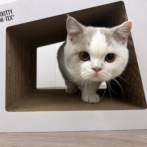 박스키티 고양이 스크래쳐 숨숨집 cozy 스크래처 - 상세 이미지 3