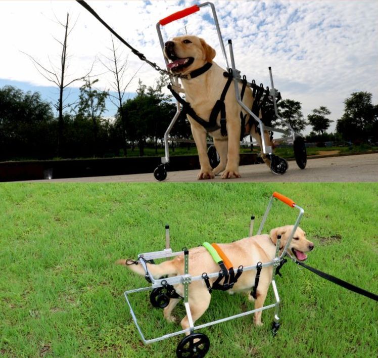 강아지 휠체어 래브라도 알래스카 골든 리트리버 사륜 장애인 자동차 대형