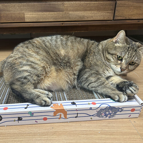 박스키티 고양이 스크래쳐 도레미야옹 스크래쳐 - 상세 이미지 3