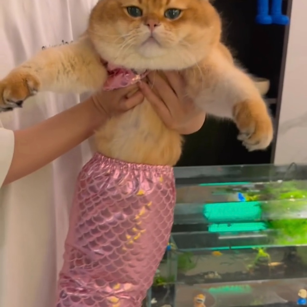 고양이인어공주옷 촬영 강아지 원피스 애완동물 코스프레 코스튬 소품 꼬리 반려동물 - 상세 이미지 5