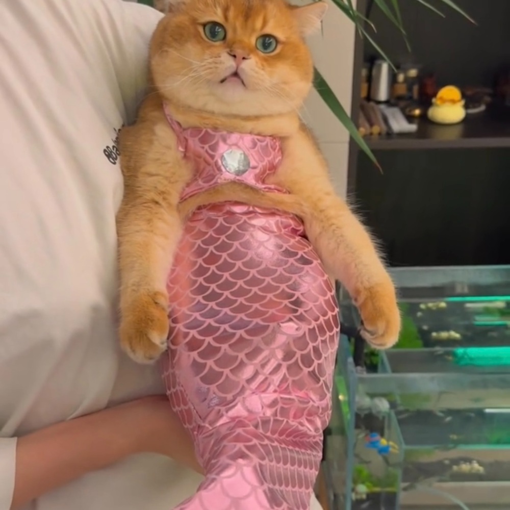 고양이인어공주옷 촬영 강아지 원피스 애완동물 코스프레 코스튬 소품 꼬리 반려동물 - 상세 이미지 3