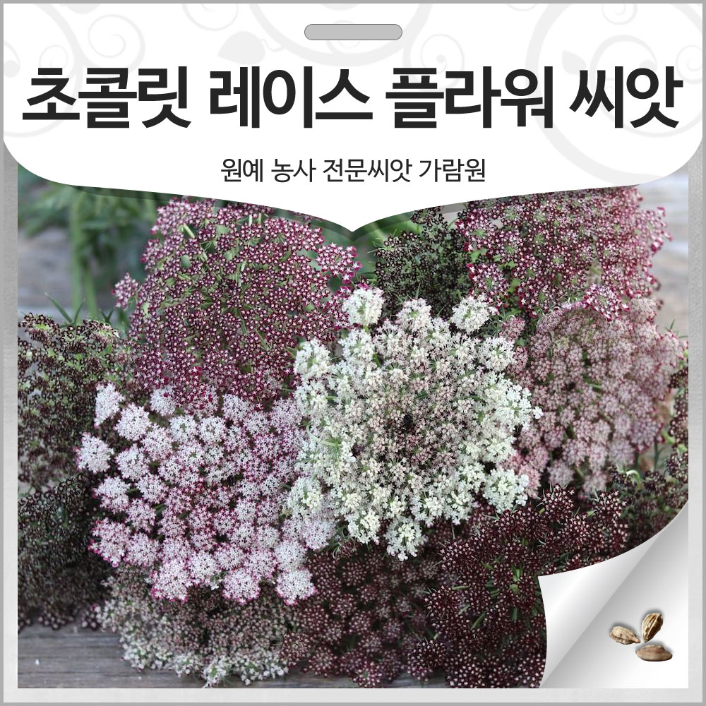 초콜릿 레이스 플라워 씨앗 아미초 종자 당근꽃 30알 : 가람원
