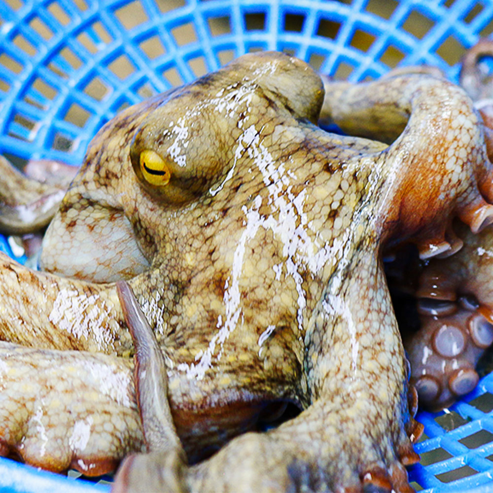 자연산 생물 돌문어 1kg 제수용 - 상세 이미지 2