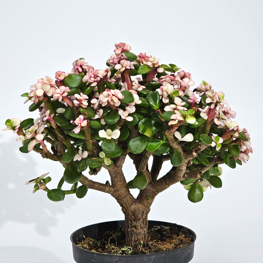 실내공기정화 무늬 다육식믈 은행목 핑크 아악무 사랑목 무늬은행목 반려식물 10cm - 상세 이미지 2