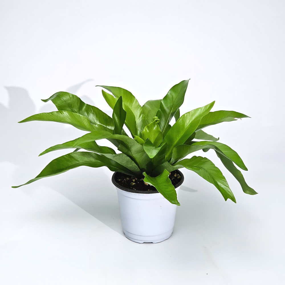 실내공기정화 고사리과 양치식물 아비스고사리 파초일엽 수경식물 10cm