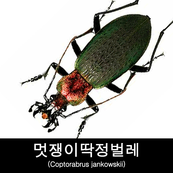 멋쟁이딱정벌레표본 Coptorabrus jankowskii : BABURMART바부르마트
