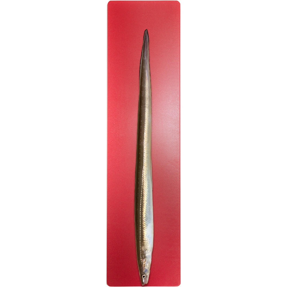 W175mm 선상 장어낚시 휴대용 장이 장어 생선 도마 세트 SE24-CBPE13T - 상세 이미지 4