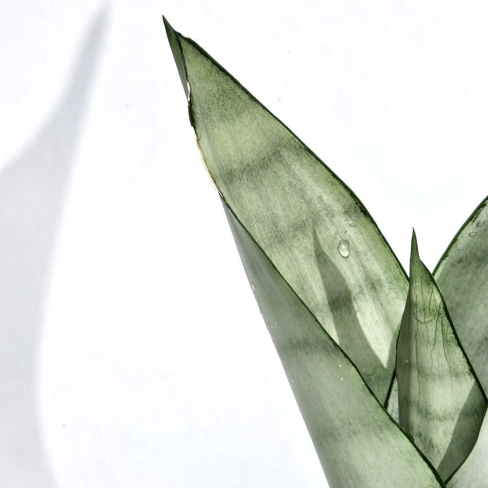 실내공기정화 키우기쉬운 음이온 플랜테리어식물 산세베리아 문샤인 10cm