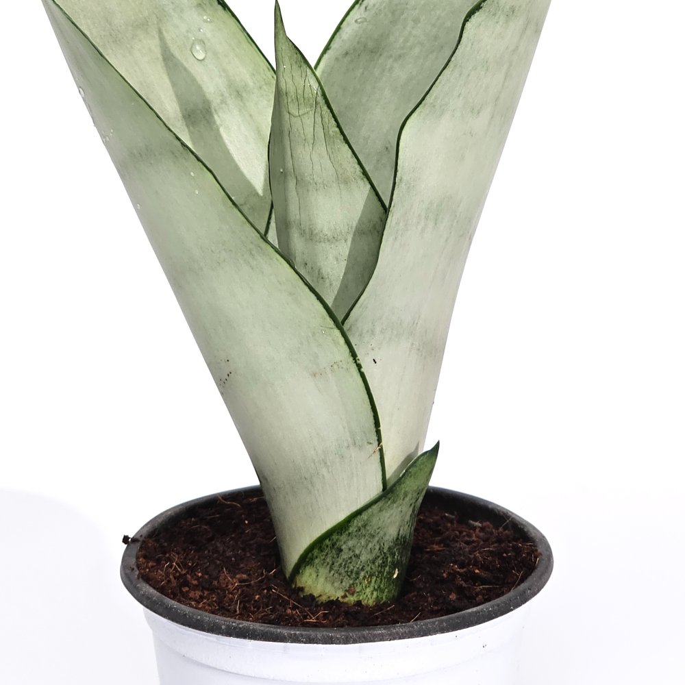 실내공기정화 키우기쉬운 음이온 플랜테리어식물 산세베리아 문샤인 10cm