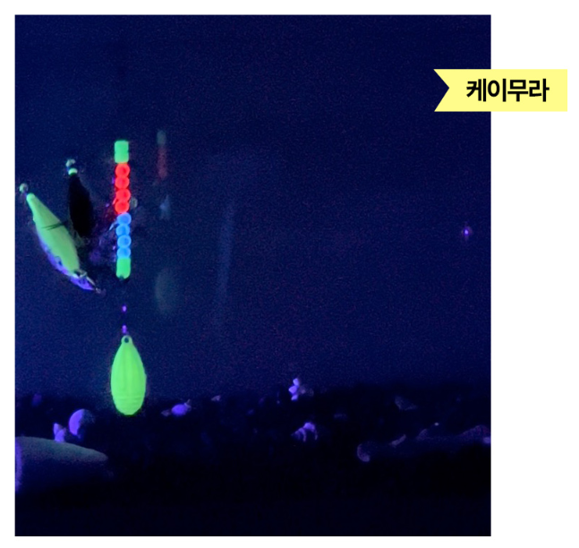 키우라 K-881 원클립 축광 문어도래 축광 케이무라 문어도래 타코에기 (2개입) - 상세 이미지 5