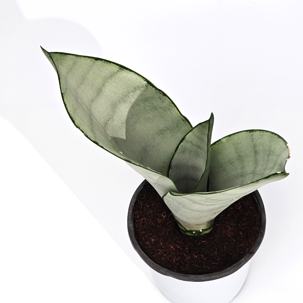 실내공기정화 키우기쉬운 음이온 플랜테리어식물 산세베리아 문샤인 10cm