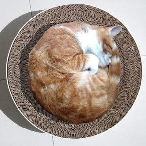 피타 서클 고양이 50cm 대형 스크래쳐 장난감 솔직 후기 | 실제 사용자 리뷰 총정리 - 상품 이미지 2
