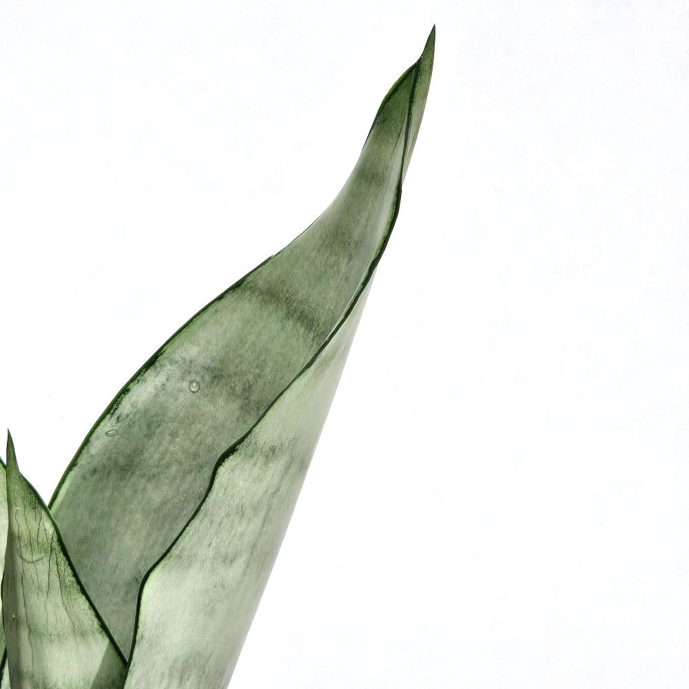 실내공기정화 키우기쉬운 음이온 플랜테리어식물 산세베리아 문샤인 10cm