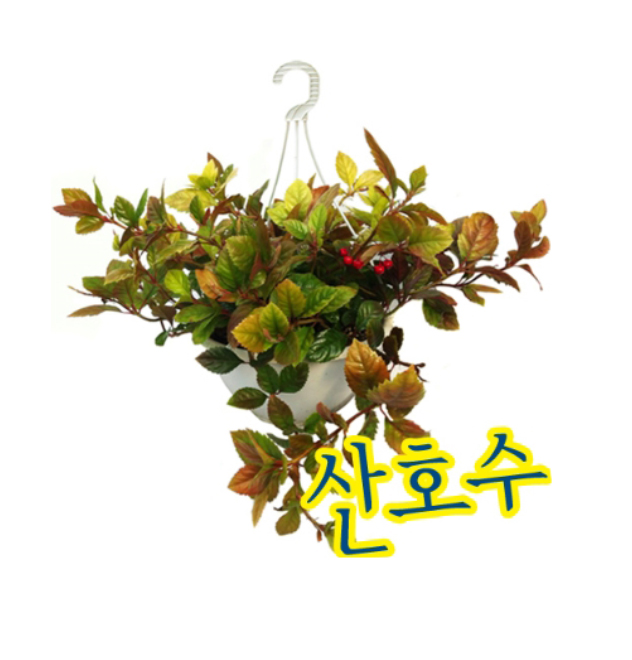 파란마을/산호수화분/공기정화식물/실내식물/실내조경/음이온/스킨답서스/걸이용화분/화초 : 파란마을