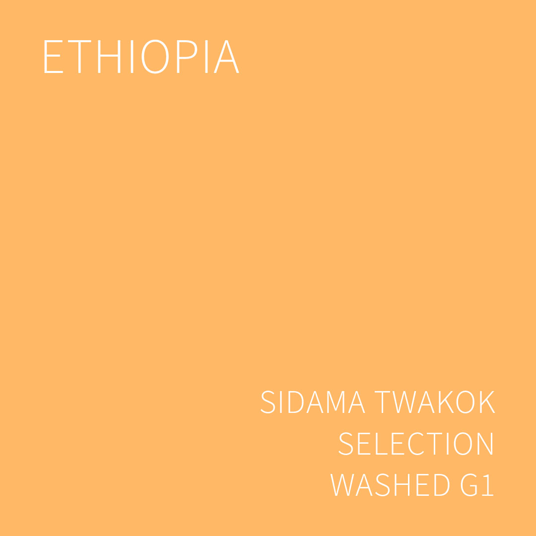 (2025 뉴크롭) 베르데 트레이드 에티오피아 시다마 트와콕 셀렉션 워시드 G1 5KG (ETHIOPIA SIDAMA TWAKOK SELECTION WASHED)