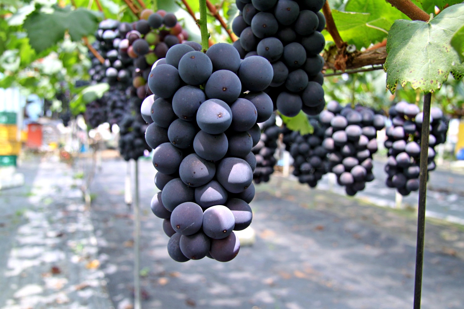 씨없는 거봉 포도 500g 1kg 2kg 일반 프리미엄