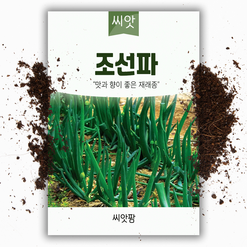 조선파 씨앗 1000립 구조파 재래종 씨 종자 대파씨앗 - 상품 이미지