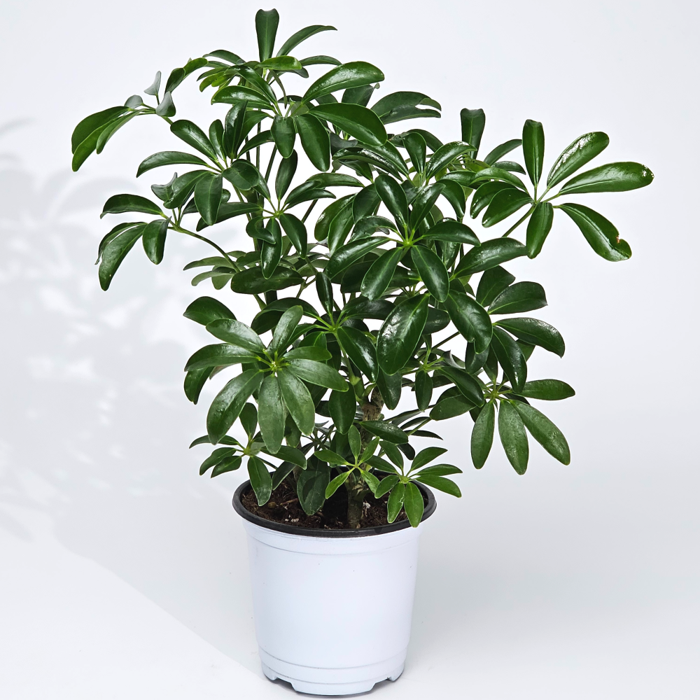 실내공기정화 키우기 쉬운수경식물 홍콩야자 쉐프렐라 10cm